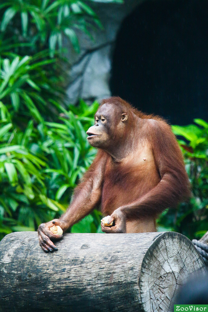 орангутан