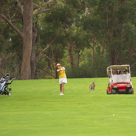 кенгуру на гольф поле