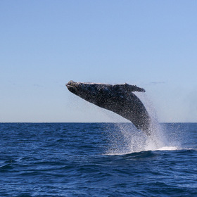 кит полосатик