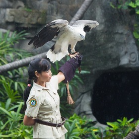 Птицы Индонезии