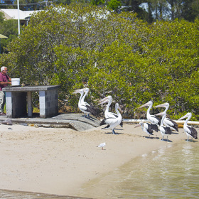Пеликаны в очереди на раздачу рыбы