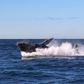 Миграция китов у побережья Австралии